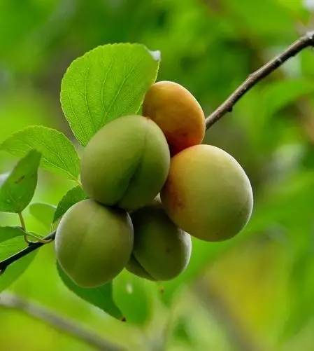 犹忆青梅初熟时诗句,诗词鉴赏临安春雨初霁