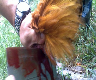 一夜暴富养鸡案例,小伙养鸡有绝招一年净赚上千万