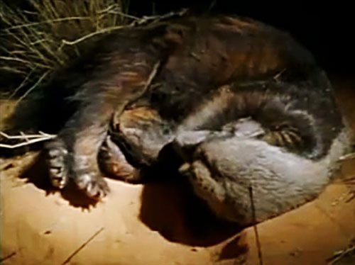 非洲平头哥蜜獾——非洲草原开挂一样的存在