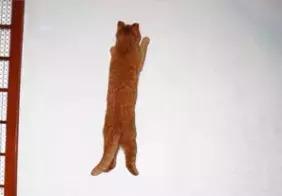 宠物在床上拉屎怎么清理,宠物粪便干在地板上怎么办