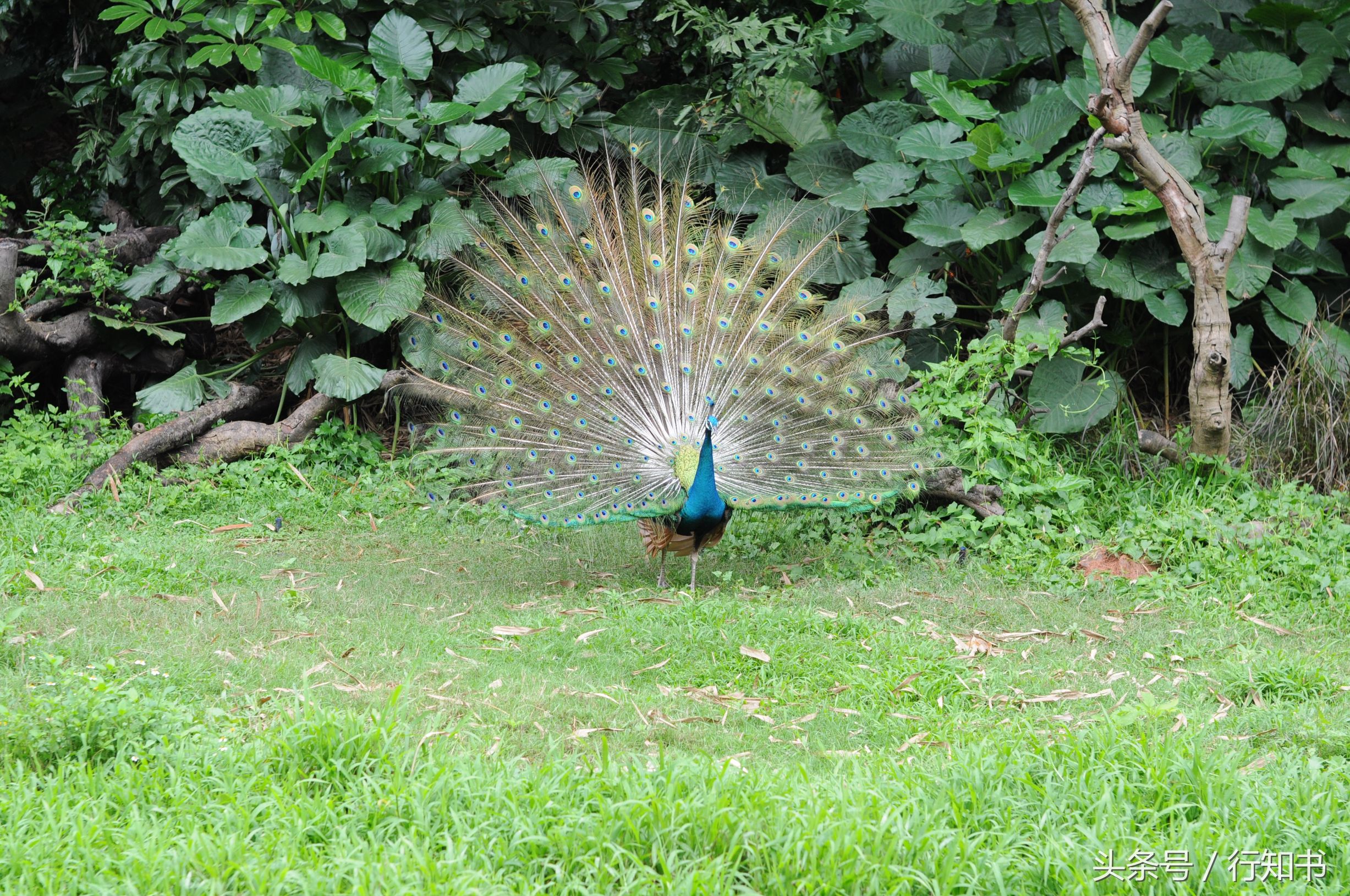 深圳旅游必去十大景点动物园,广州一日游最佳去处动物园