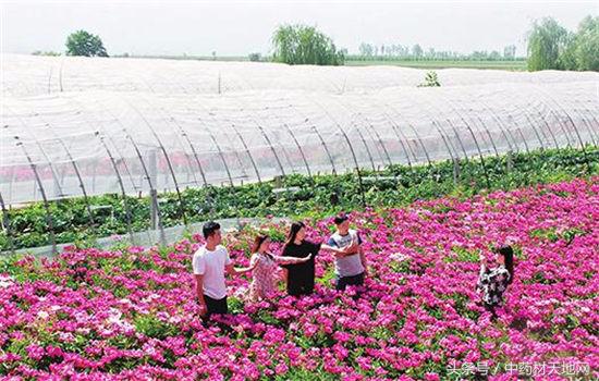白芍种植山西,一亩地种植多少白芍苗子