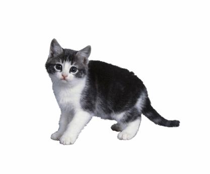 ps直接选择工具怎么变形,ps图片变形调整工具