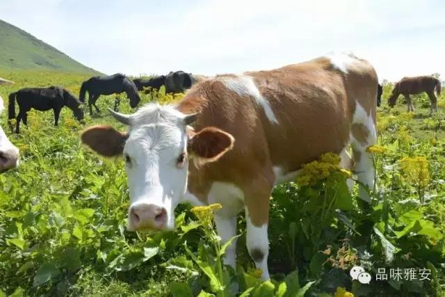 品味雅安丨大美雅西秘境汉源