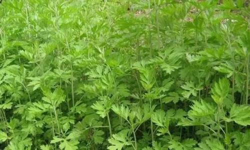 艾叶泡水喝有什么功能和功效,艾叶泡水喝有什么功效和功能