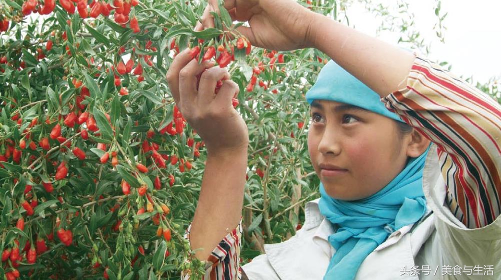 老中医说枸杞怎么吃最好,教你枸杞养生的正确吃法视频