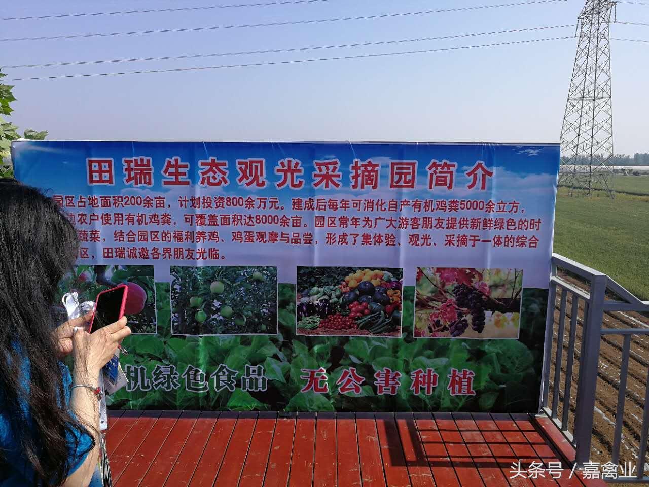 田瑞，温柔了养鸡岁月，雕刻了奋斗时光