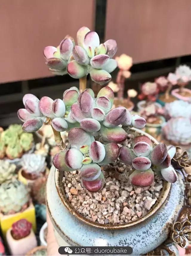 好养又耐看的多肉小老桩,好养活又漂亮的多肉老桩
