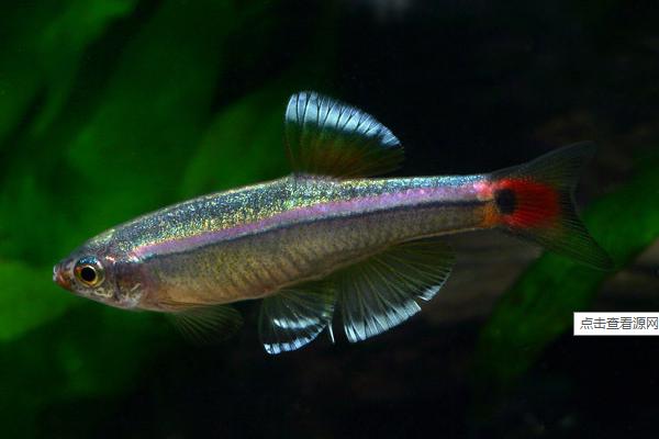 灯鱼合适的造景,灯鱼最简单的造景