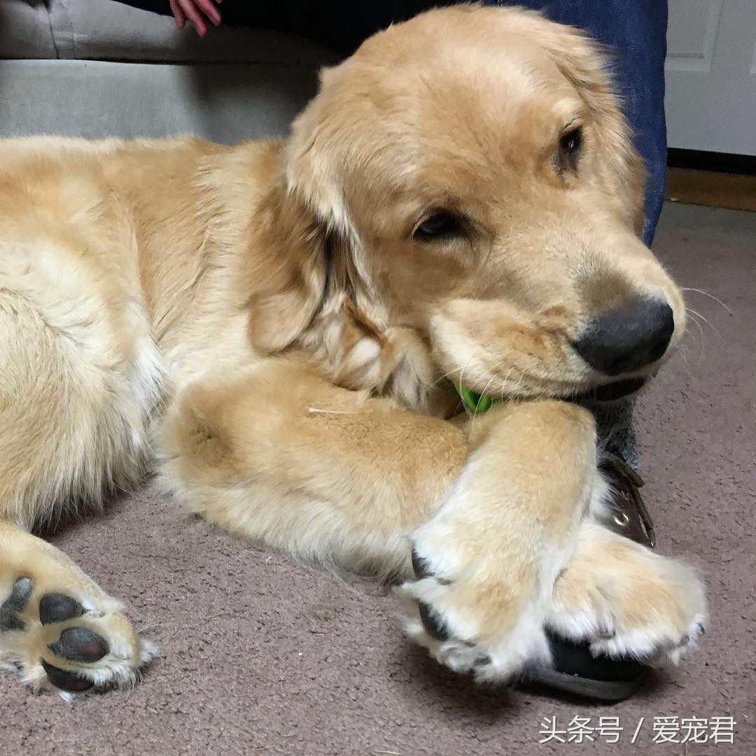 6个月的狗狗吃完奶吐奶怎么回事,半个月狗狗吐奶不爱吃奶怎么办