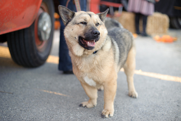 柯基犬和其他狗的对比照片,好看的串串狗柯基犬