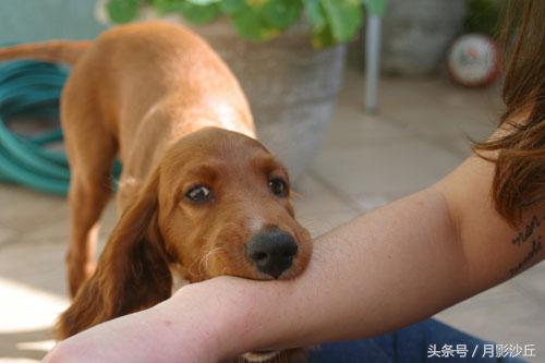 感染狂犬病有什么症状,狂犬病病犬初期症状是什么