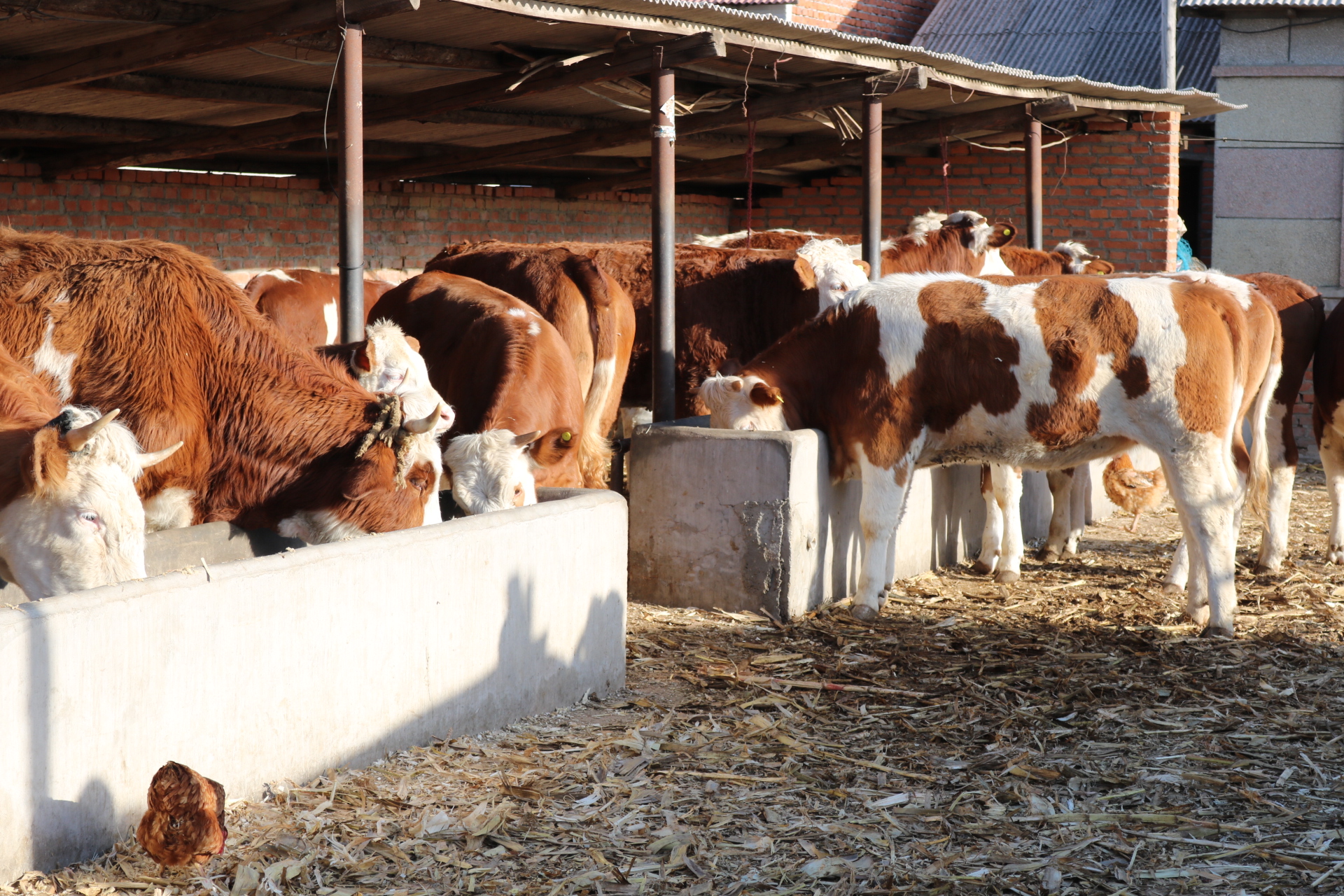 猪口蹄疫的正确治疗方法,羊口蹄疫的病症图片