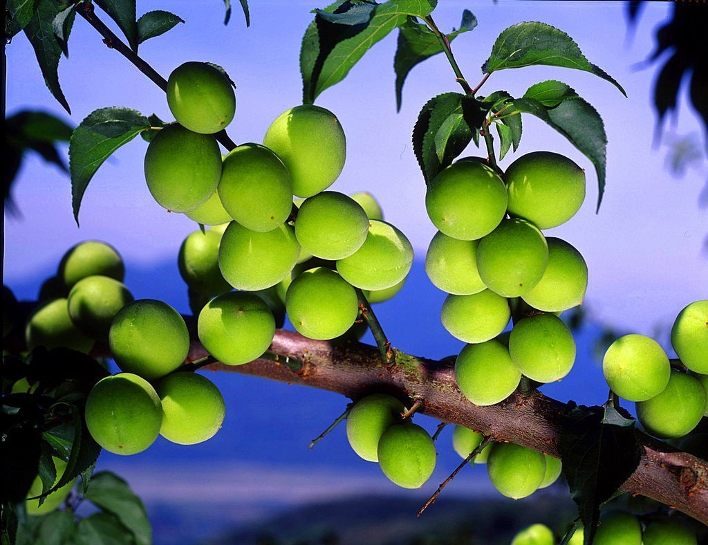 犹忆青梅初熟时诗句,诗词鉴赏临安春雨初霁