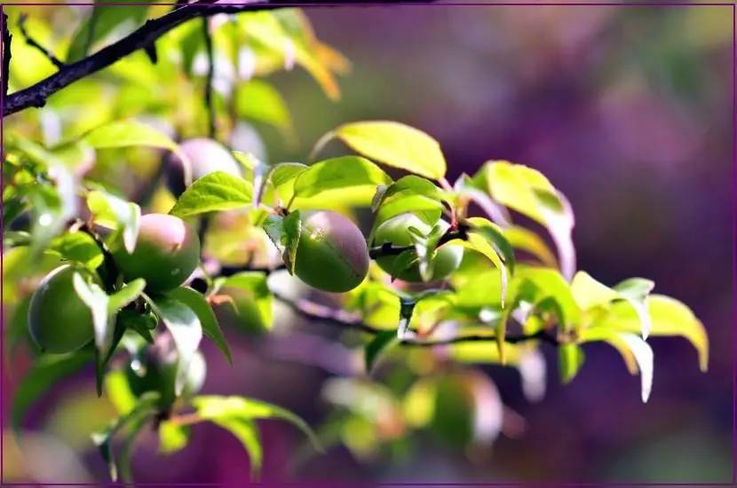 犹忆青梅初熟时诗句,诗词鉴赏临安春雨初霁