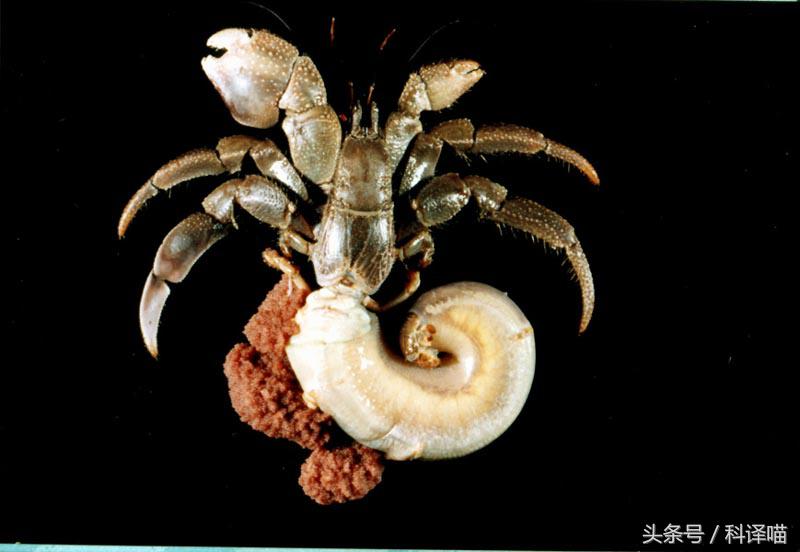 胆小的别进！青岛的海虫子，能够入药能够吃，鲍鱼也在内！