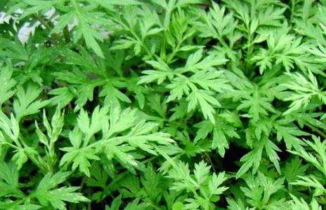 艾叶泡水喝有什么功能和功效,艾叶泡水喝有什么功效和功能