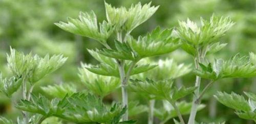 艾叶泡水喝有什么功能和功效,艾叶泡水喝有什么功效和功能