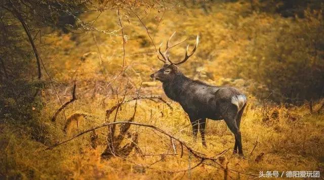 德阳端午周边游一日游,德阳周边游三天攻略