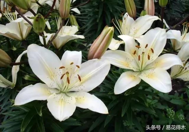 地栽百合花种球会自己繁殖吗,百合花的栽培视频