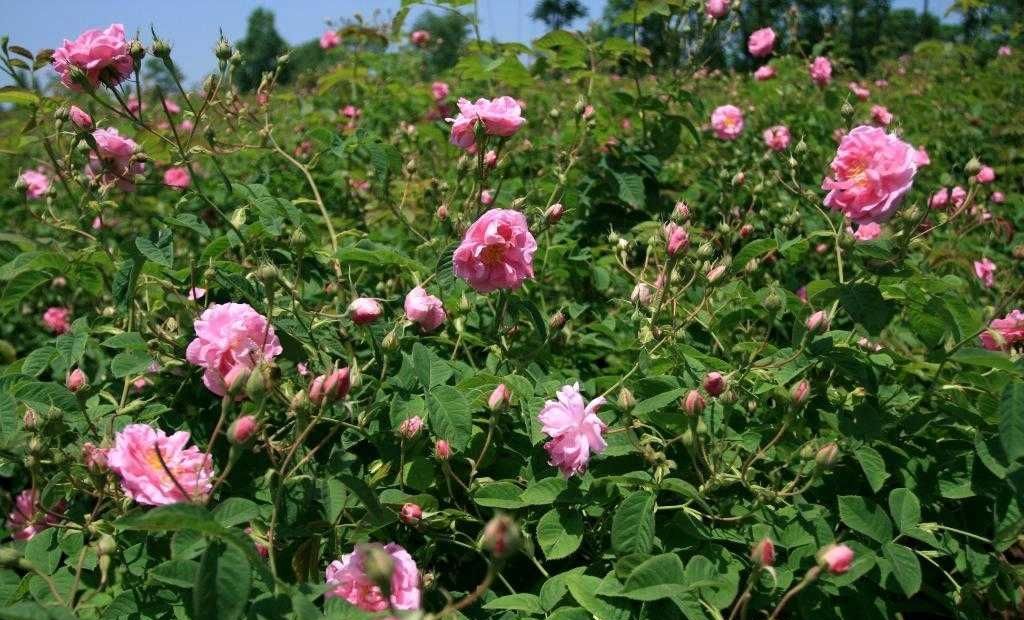 chantecaille香缇卡小样,chantecaille香缇卡香氛系列