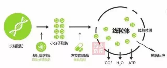 左旋肉碱真的能减肥吗,吃左旋肉碱真的能减肥吗