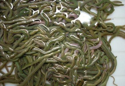 只有广东人才吃过的东西,只有广东人吃过的美食椰子鸡