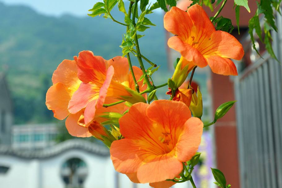 我爱你绝不像攀援的凌霄花,我喜欢你绝不像攀援的凌霄花