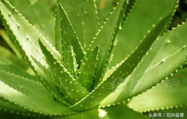 嘴馋了，摘盆花儿来尝尝，第一盆花卉佳肴就闻所未闻