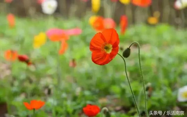 南京是一座很美的城市,南京最让人震撼的城市