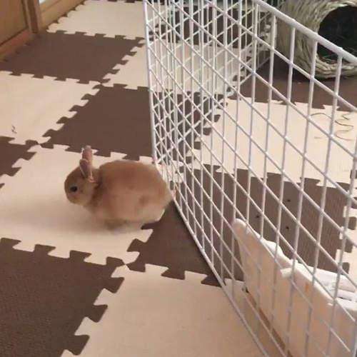 兔子逃脱猎狗告捷视频,兔子逃脱了怎么办