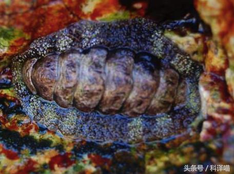 胆小的别进！青岛的海虫子，能够入药能够吃，鲍鱼也在内！