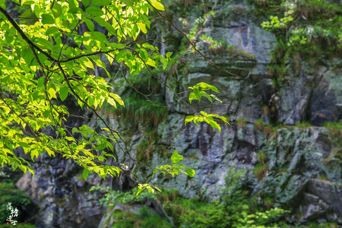 哪儿有原始森林拍照的景区,冬天合适拍照的原始森林