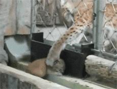 主人回家萨摩耶跑过来,萨摩耶与哈士奇争宠