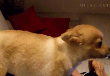 狗狗出门疯跑怎么办,狗狗出门乱窜怎样纠正