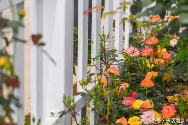 南京是一座很美的城市,南京最让人震撼的城市