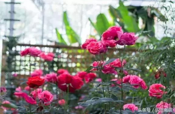 南京是一座很美的城市,南京最让人震撼的城市