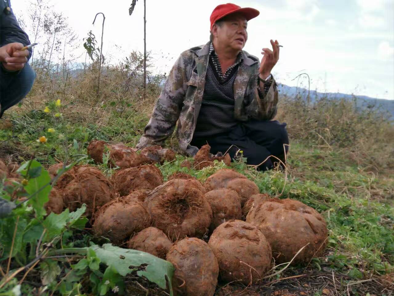 魔芋最佳生长气候,挖的魔芋自然环境下多长时间变干