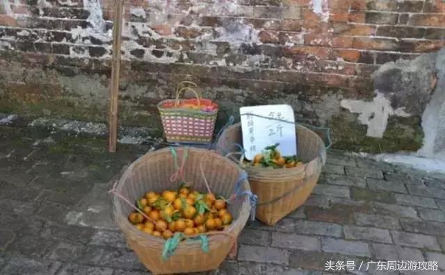 广东普罗旺斯花海,普罗旺斯的薰衣草紫色花海