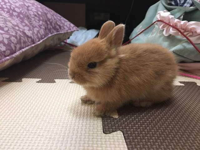 兔子逃脱猎狗告捷视频,兔子逃脱了怎么办