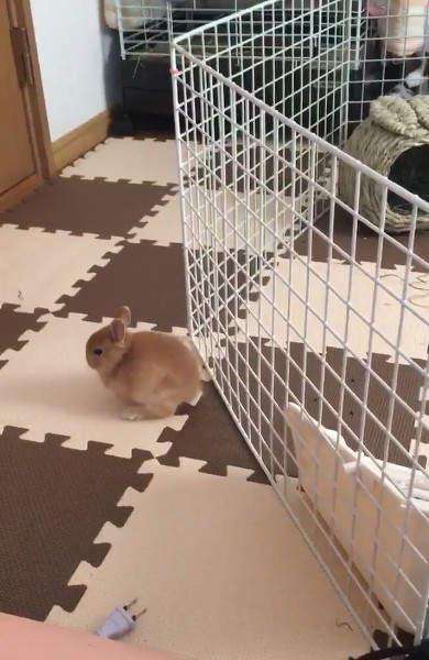 兔子逃脱猎狗告捷视频,兔子逃脱了怎么办