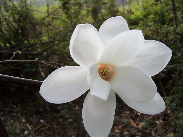 课外知识大扩展之——中国市花大全！