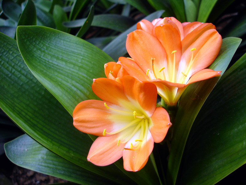 课外知识大扩展之——中国市花大全！