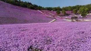 不用去日本也能看的樱花海,不用去日本也能够看到枫叶