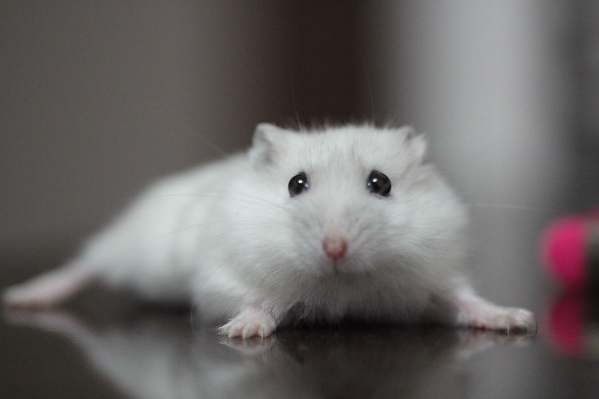 不小心把仓鼠害死了,小仓鼠吃什么对身体好