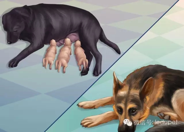 狗妈妈坐月子,狗妈妈跟狗宝宝月子怎么护理