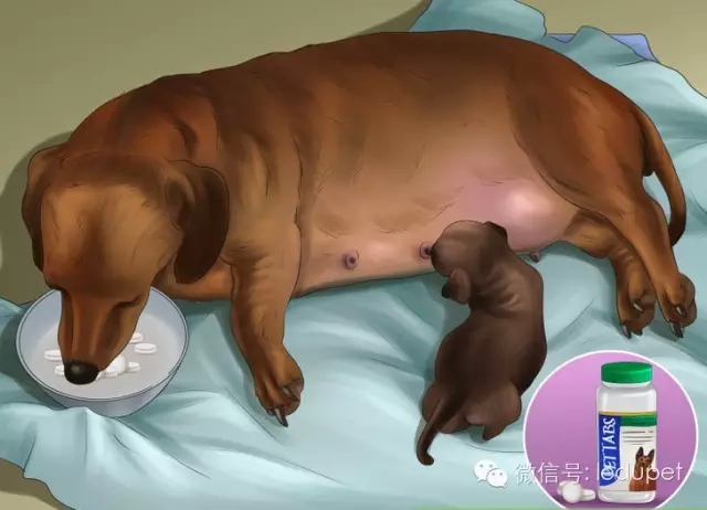 狗妈妈坐月子,狗妈妈跟狗宝宝月子怎么护理