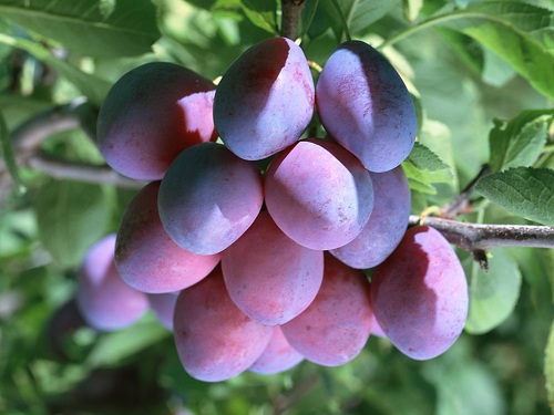 乌梅丸治疗青春期痛经,乌梅能够缓解痛经吗