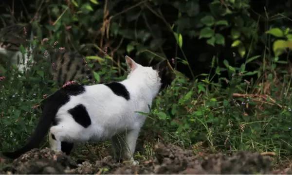 中华田园猫12个品种图哪个最好养,中国最稀少的猫品种中华田园猫