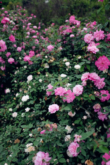 成都周边玫瑰花景点,成都周边玫瑰景点推荐一下